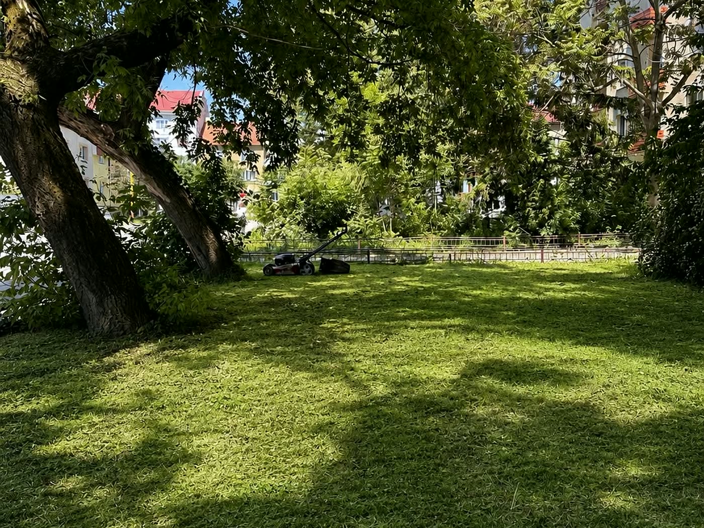 Plocha pod stromami po pokosení